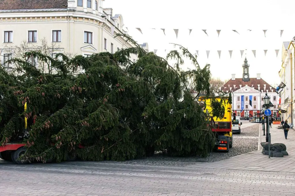 Tartu linnavalitsus otsib raekoja platsile sobivat jõulukuuske