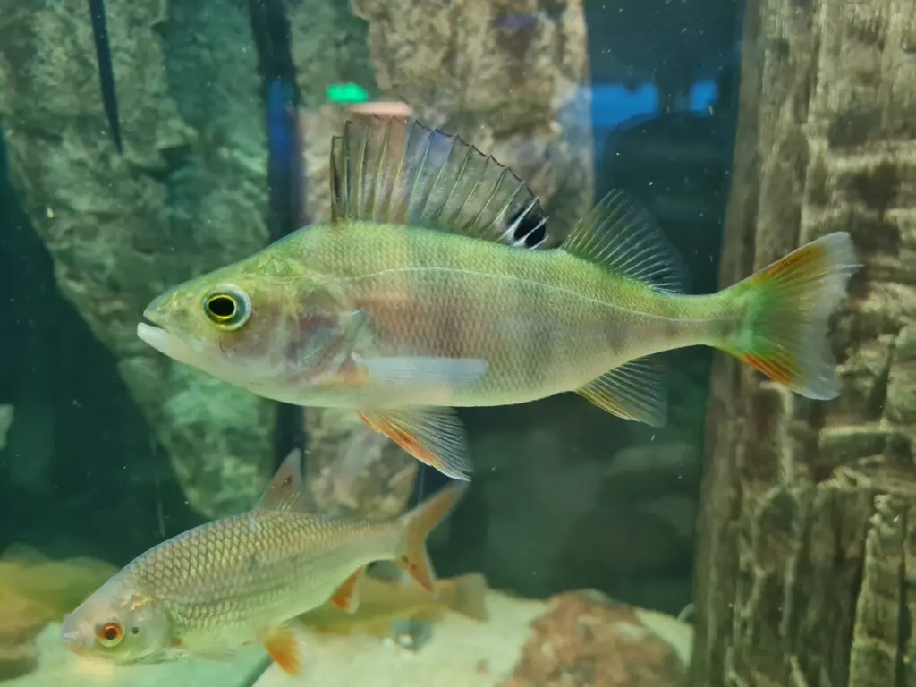 Ahven (Perca fluviatilis) Jõululinn Tartu Jõulukalala 2021