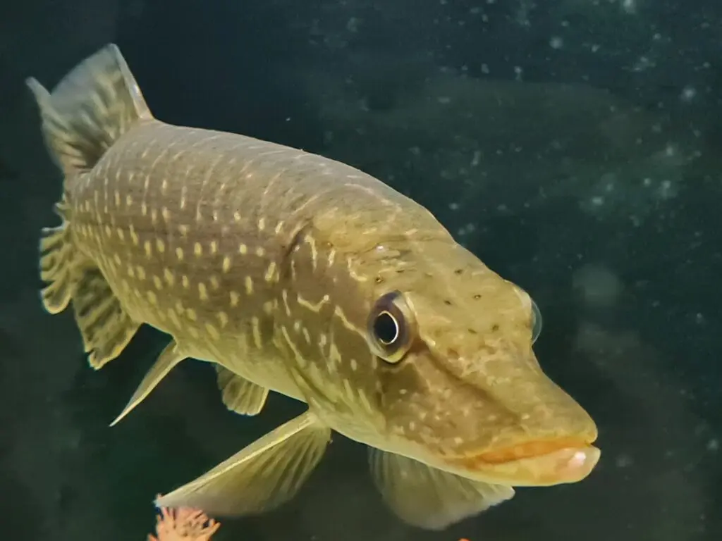 Haug (Esox lucius) Jõululinn Tartu Jõulukalala 2021