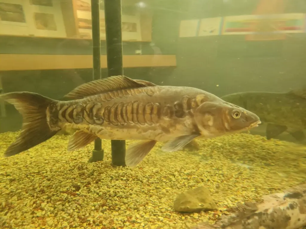 Karpkala (Cyprinus carpio) Jõululinn Tartu Jõulukalala 2021 2